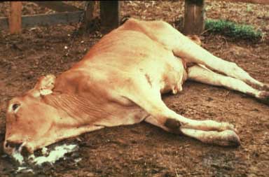 MAD COW and your fertilizer